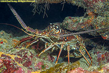 spiny lobster